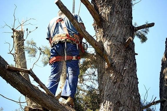 Pete & Ron's Tree Service