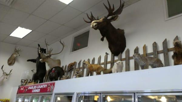 Taxidermy