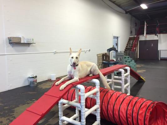 Echo loves the agility equipment at the new Simi Valley send rover on over location!! One day she will be an agility superstar.