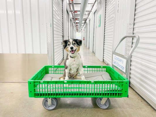 Pepper testing out our new and improved cart wheels.