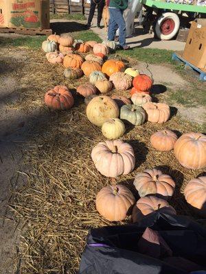 Pumpkins and gourds $0.49/lb