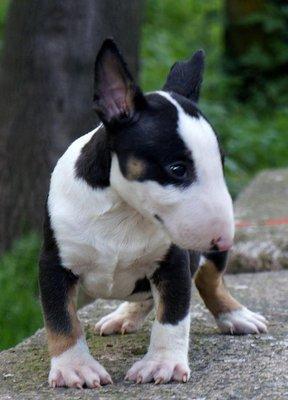 Rgv Bull Terriers