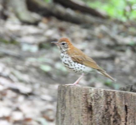 Wood Thrush