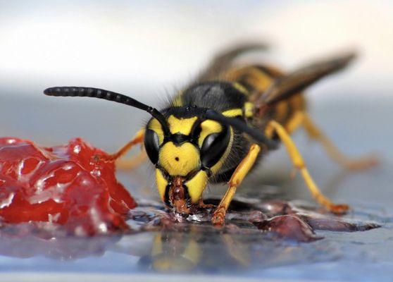 Yellow Jackets in Mobile, Alabama.