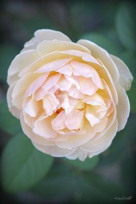 One of our many David Austin English roses, called "Jude the Obscure".