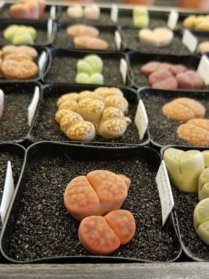 Crazy cool display of Lithops.