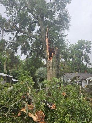 Need a dangerous or deceased tree removed.