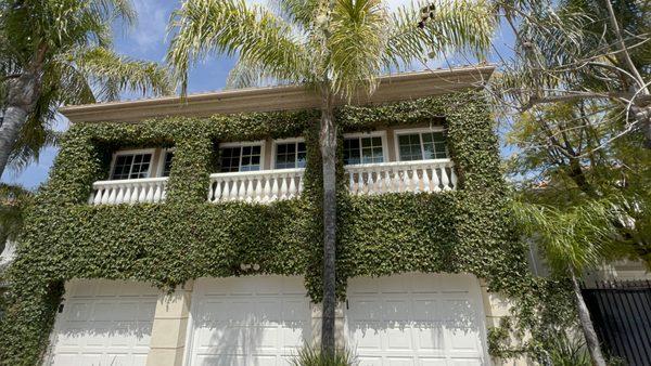 Hedge trimmed