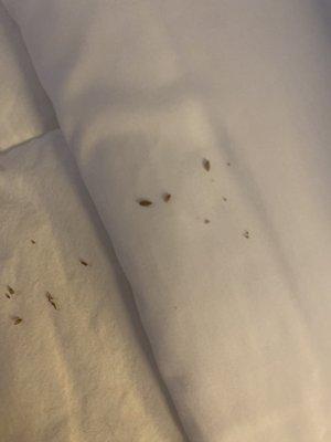 Old maggots on the blankets.