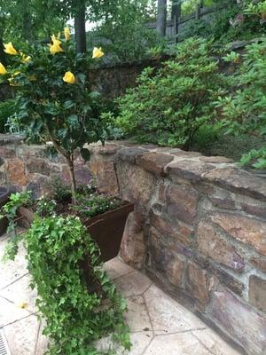 Planter w hibiscus tree