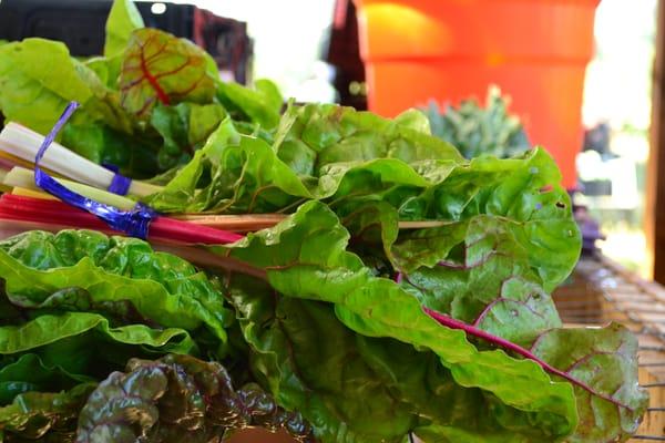 Rainbow chard is delicious, nutritious and adds color to any dish and is a staple in Seattle Tilth CSA boxes of fresh produce.