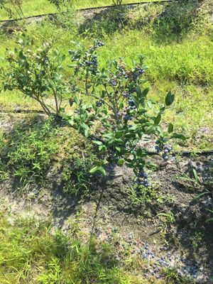 Blueberry bush!