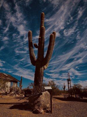 Saguaro @ Vulture City Ghost Town