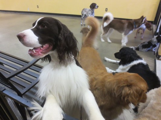 Doggy Day School