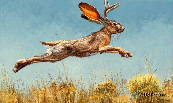 Jackalope