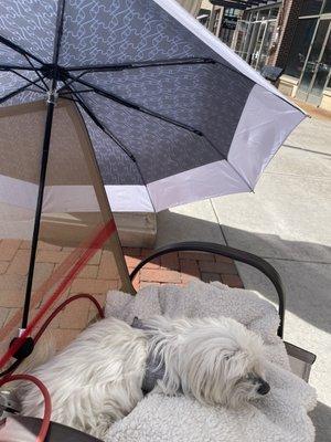 Hush puppy & the umbrella