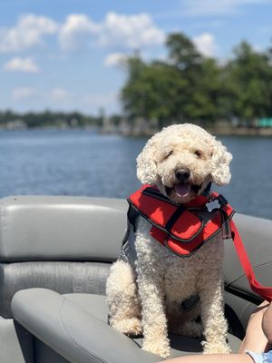 Service dog on board the rental!