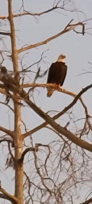 Bald Eagles