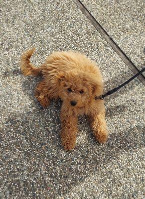 Lacey is learning how to lay down on command.