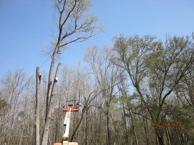 Strecker's Tree Service