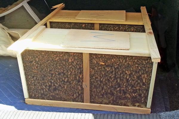 3 lb. Package Bees with Marked Italian Queen.