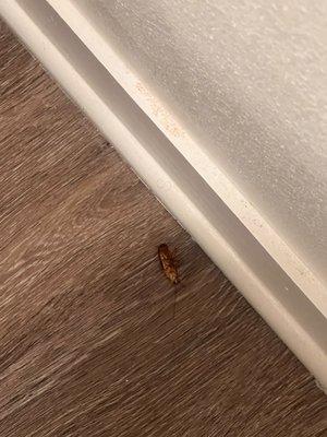 Cockroach