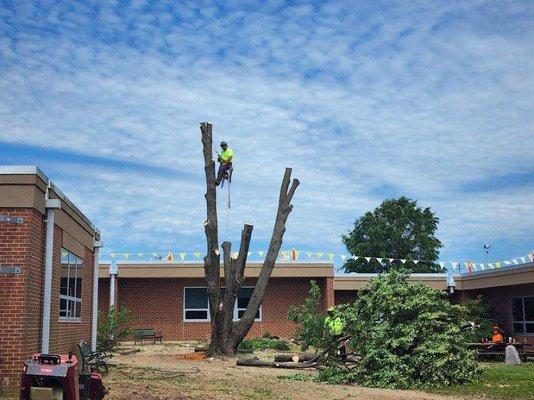 Out On A Limb Tree Care, Inc.