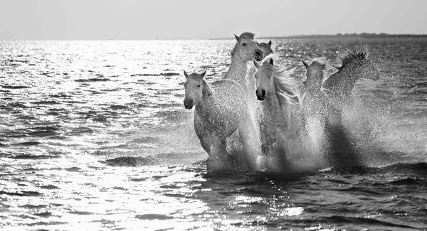 Elizabeth DeCicco's Yearlings at Sea 1 : Grant Hayunga Studio Gallery in Santa Fe : Fine Art Photography on Canyon Road in Santa Fe : Horses