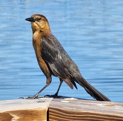 Female boat-tailed grackle