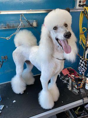 When it comes to pet grooming, Galaxy Grooming is recognized as the best in the area. We pride ourselves on delivering except...