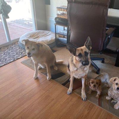 4 Fur baby's sitting pretty for a treat :)