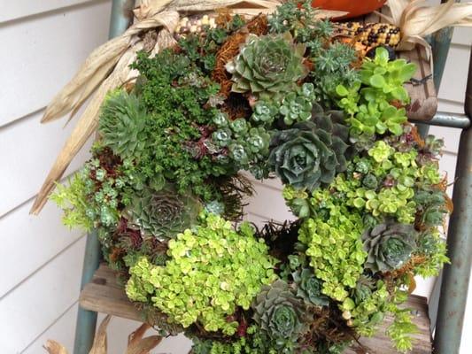 Sedum wreaths