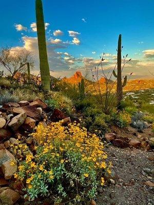 Arizona desert scene