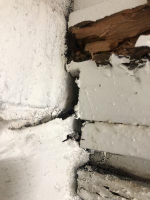 Termite damage