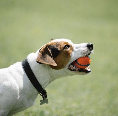 Anyone free to play ball at the park?! We regularly play with our furry friends on both solo dog  walking and group dog walking adventures