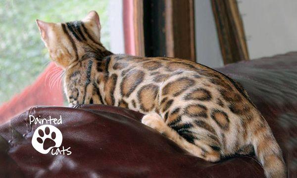 Cover Girl - a lovely rosetted Bengal cat