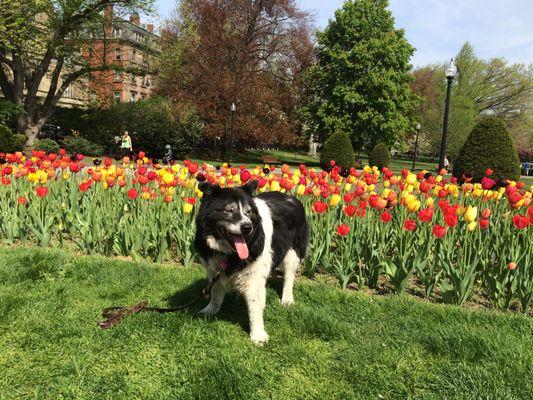 Sydney in the Public Garden