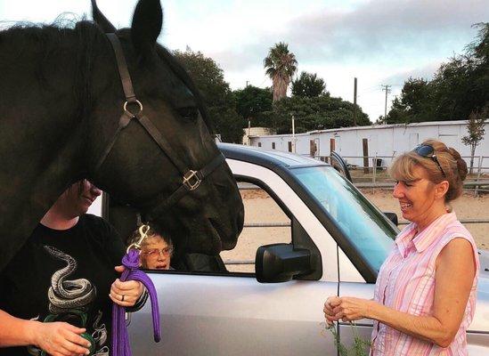 Visiting Horses in Torrance