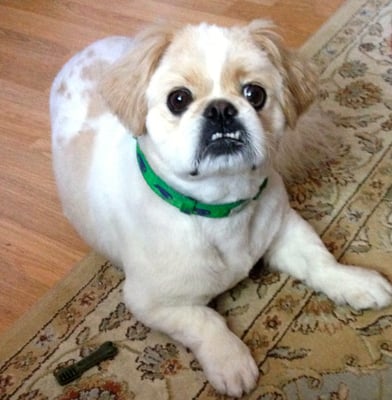 Cooper's fresh hair cut after visiting tailwaggers in the OBX