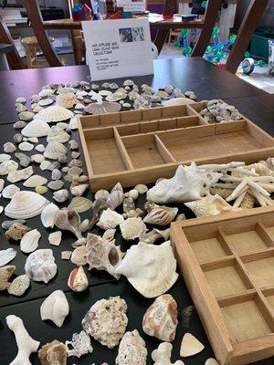 Sensory exploring with natural marine shells