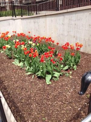 Spring Tulips