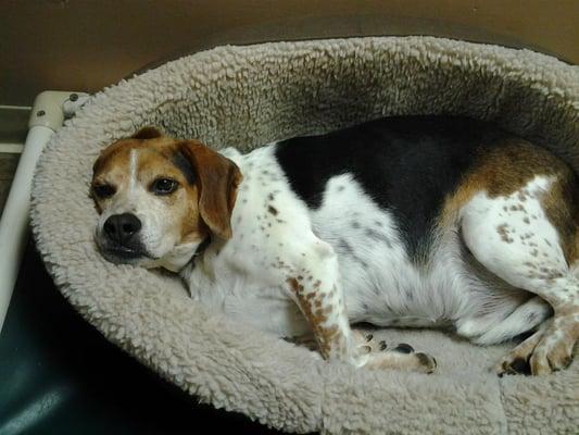 Dog boarding at The Dog House, Providence. Dogs sleep as comfortably as at home!