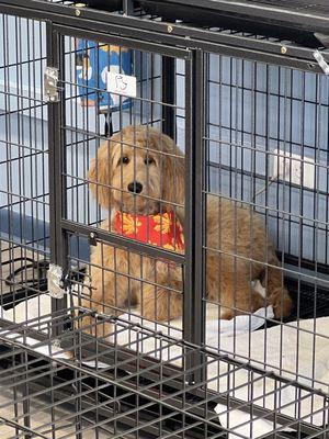 Poppy patiently waiting to go home after her grooming.