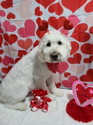 Cooper all ready for Valentine's Day.