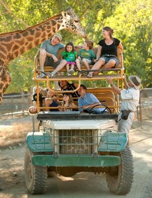 Giraffes and other African game in the heart of Sonoma!