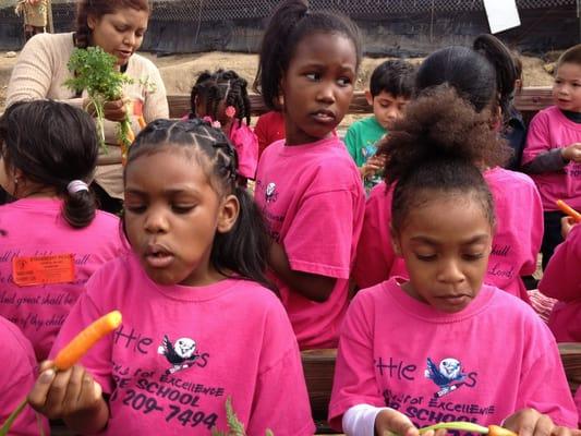 Learning about fruits and veggies at Tanaka Farms.