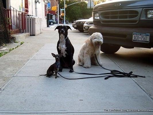 Proving the "sit" while on a walk.