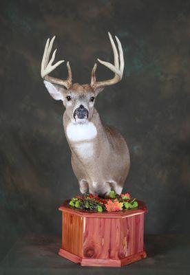 A Sportsman Dream Taxidermy