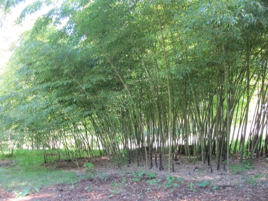 bamboo