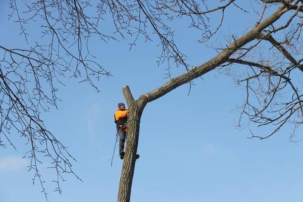 Seger Tree Service and Snow Removal